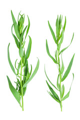 tarragon or estragon isolated on a white background. Artemisia dracunculus