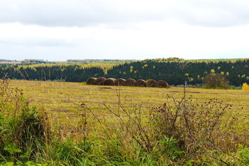 autumn in the field