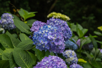 紫陽花が見頃の公園