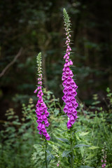 Fingerhut in frischer Blüte im Wald