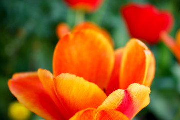 tulips in the garden