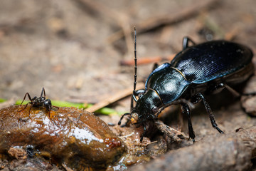 A violet ground beetle eating a slug