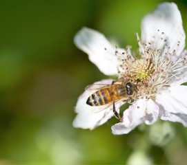 Honey bee collecting pollen from flowers