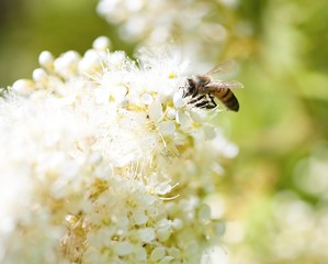 Honey bee collecting pollen from flowers