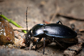 A violet ground beetle eating a slug - obrazy, fototapety, plakaty