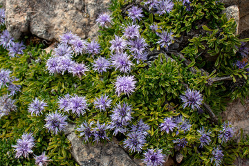 Obraz premium Globularia repens light violet alpine flowers