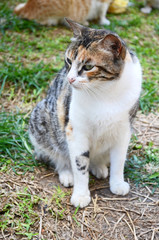 cat animal pet domestic cute