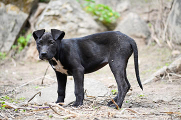 dog pet animal canine domestic