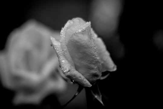 flor byn