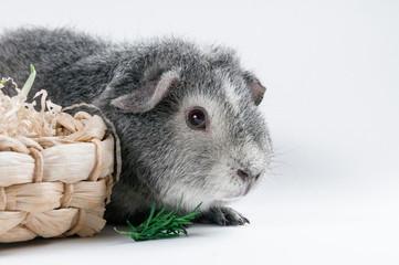 Gray guinea pig eating dill