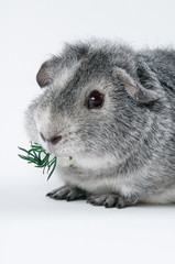 Gray guinea pig eating dill