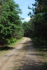 road in forest