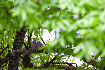 dove sleeping on a branch among the foliage