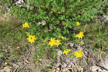 yellow flowers on a rock