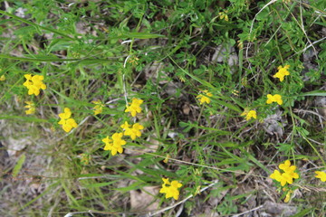 yellow flowers in a field