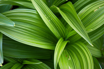 green leafs