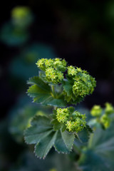 lady's garden mantle flower