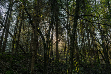 Fototapeta na wymiar Front-Lit Forest