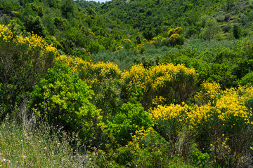 The Island of Hvar