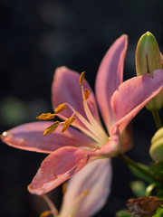 lily flower against dark background