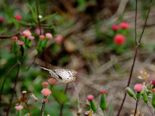 MARIPOSA C