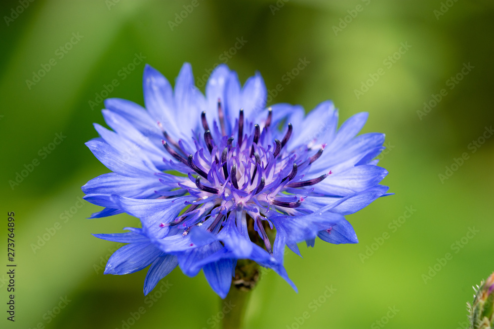 Canvas Prints Macro of blossom blue flower of the Cornflower or bachelor's button (Centaurea cyanus) 