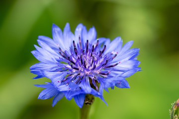 Macro of blossom blue flower of the Cornflower or bachelor's button (Centaurea cyanus) 