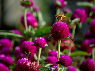 FLORES M