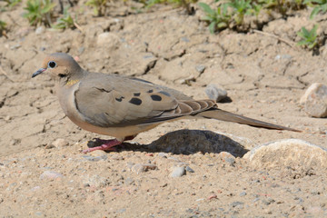 Mourning dove bird or Zenaida macroura standing in dry mud rural road