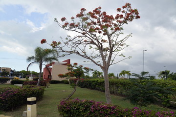 ARBOL DE FUEGO