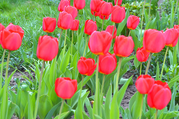 Red blooming tulips on the background of Green lawn.