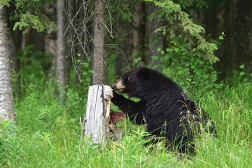 Black Bear Browsing for Food