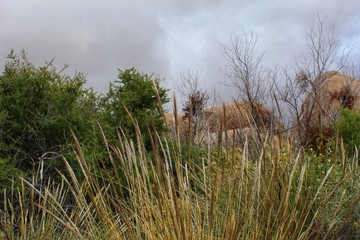 ARISTIDA PURPUREA, commonly known as Purple Threeawn, witness them in native plant communities of Joshua Tree National Park, lets all increase conservation and state off ecological decline