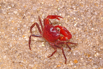 Red land crab (Phricotelphusa limula)(Male), It’s also known as Fire-Red crabs or waterfalls crab. One of world most beautiful fresh water crabs, It’s native only in Phuket island, Thailand. Very rare