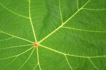 Texture of green leaf with dew drops