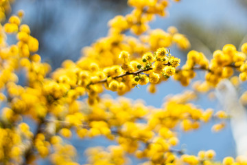 branch of a tree