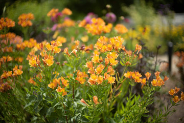 Obraz premium orange alstroemeria flowers (Alstroemeriaceae) or peruvian lilies