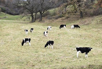 Dairy Cattle in the Pastuere