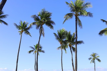Fototapeta na wymiar ハワイ　オアフ島　ワイキキビーチのヤシの木と青い空