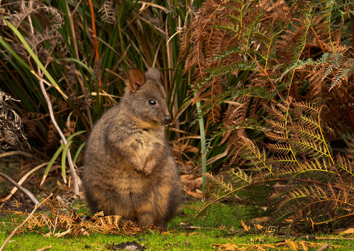 Tasmanian pademelon marsupial feeding
