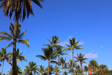 ハワイ　オアフ島　ワイキキビーチのヤシの木と青い空