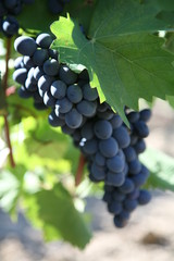 grapes on the vine