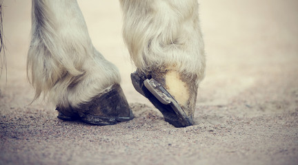 Hooves with horseshoes horse with white legs.