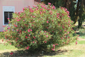 En cuyo ser unió naturaleza