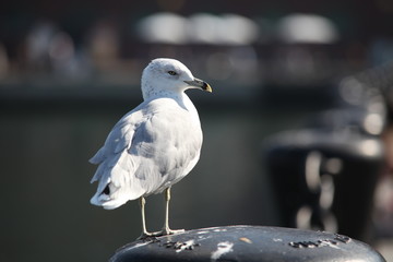 seagull on beach