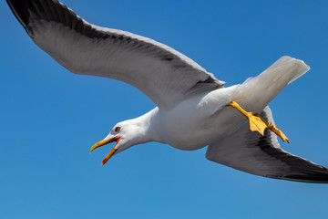 seagull in flight