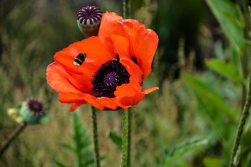 Close up bumble bee on red poppy pollen background, insect in summer. Bumble bee on bright red flower.