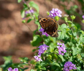 Buckeye butterfly on a purple flower