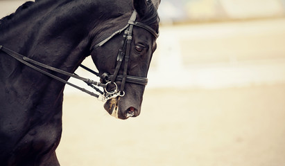 Portrait sports stallion in ammunition. Dressage horse.