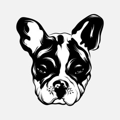 Vector hand drawn illustration of bulldog .